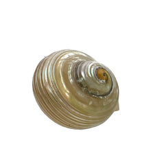 Load image into Gallery viewer, Chunky Seashell Ring Size 9&quot; 
