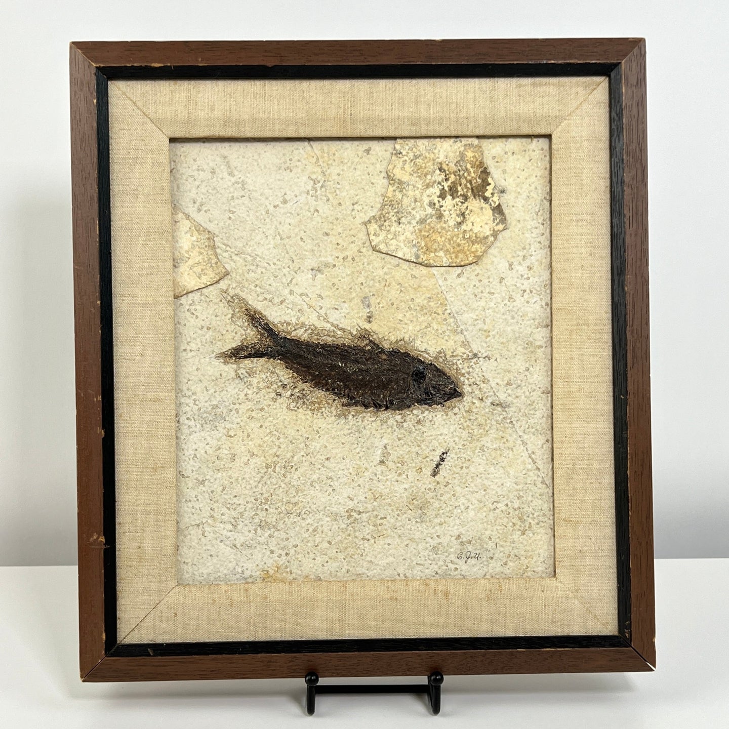 Carl J. Ulrich Limestone Fish Fossil Framed
