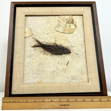 Load image into Gallery viewer, Carl J. Ulrich Limestone Fish Fossil Framed
